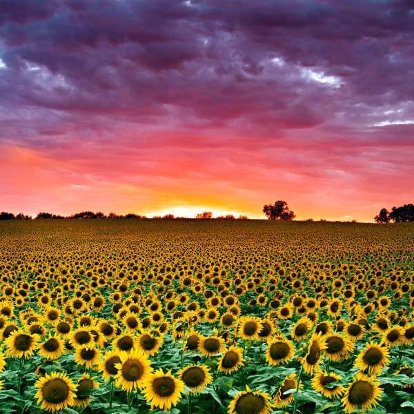 Kansas